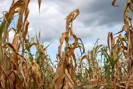 El Niño ya llega y amenaza con sacudir la inflación, materias primas y la bolsa