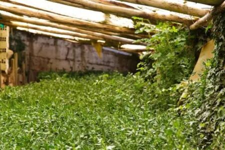 Investigación de la UMSA demuestra que los Walipinis permiten diversificar exitosamente cultivos y fortalecer la producción altiplánica sostenible