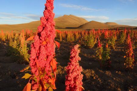 ¡Orgullo boliviano!, la quinua real es la mejor del mundo
